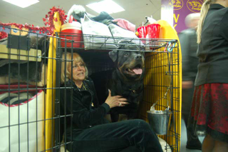 Illustration for article titled Wrapping Up The 2008 Westminster Dog Show
